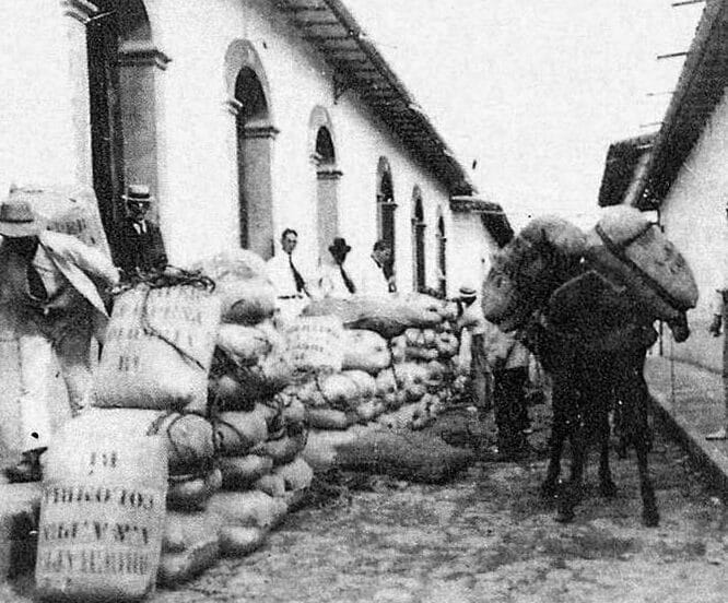 la historia del cafe en colombia del cultivo a la